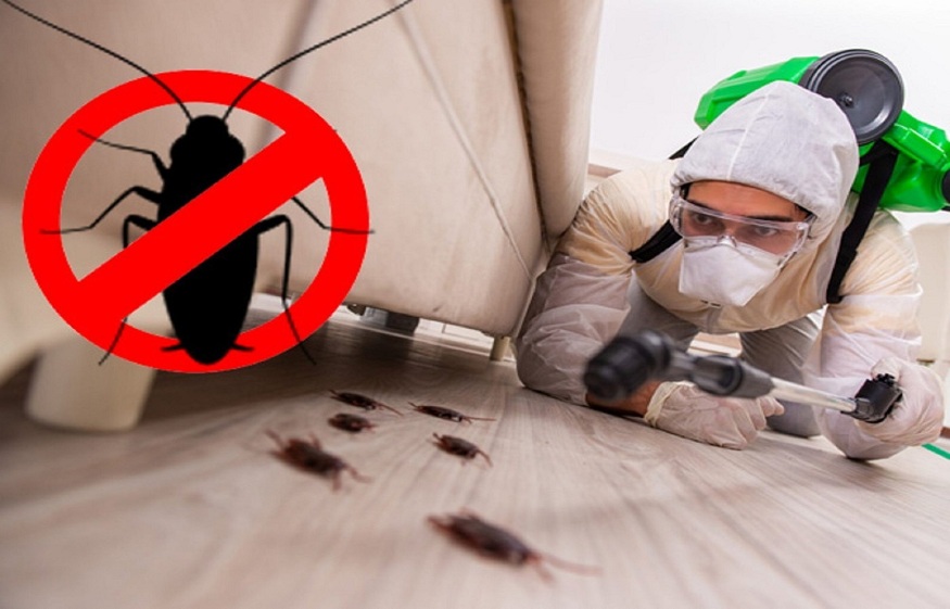 Know These Signs Before a Mouse Dominates Your House