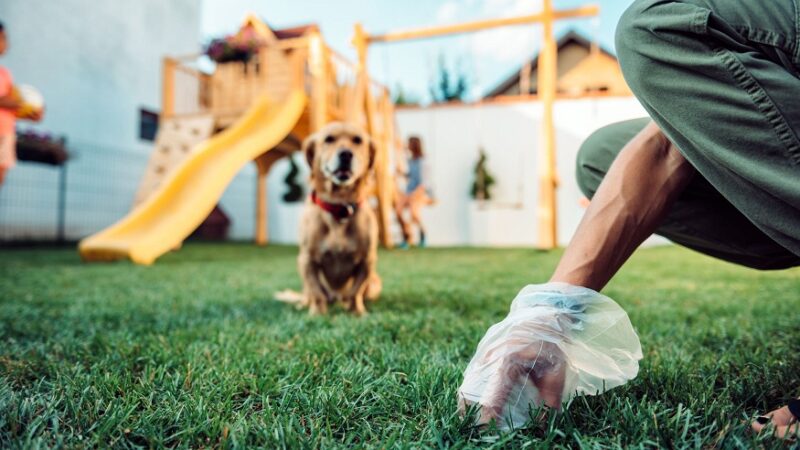dog poop pickup service